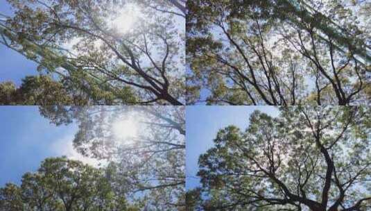 夏天阳光穿过树林树枝叶子特写视频素材高清在线视频素材下载
