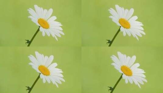 春天白色花朵滨菊雏菊甘菊高清在线视频素材下载