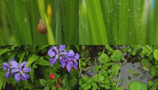 雨春谷雨雨水乡村振兴风景水滴滴水高清在线视频素材下载