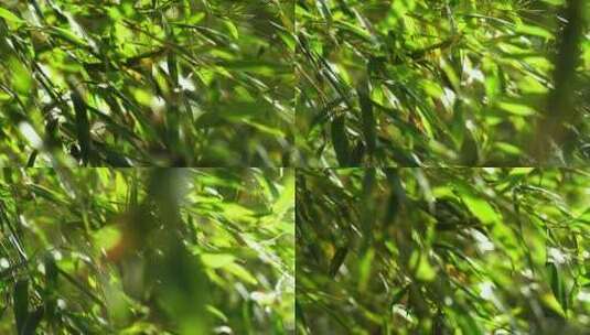逆光的竹林竹子竹叶光影高清在线视频素材下载