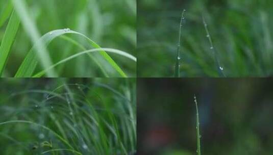 黑麦草 黑燕麦 麦草 露珠高清在线视频素材下载