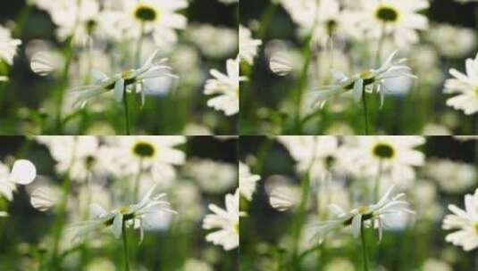 夏日阳光逆光唯美的雏菊花朵高清在线视频素材下载