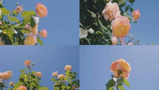 绽放的玫瑰花 美丽的花朵高清在线视频素材下载