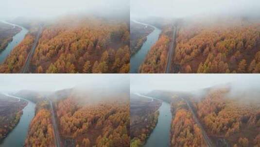 呼伦贝尔森林秋天林场白桦林公路航拍高清在线视频素材下载