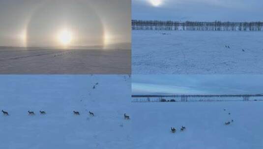 极寒雪原奔跑的野生狍群合集高清在线视频素材下载