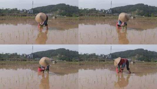 农民在水田中弯腰插秧的劳作画面高清在线视频素材下载