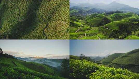 4k 茶山 茶叶 绿水青山高清在线视频素材下载