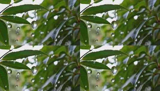 绿叶上晶莹雨滴特写高清在线视频素材下载