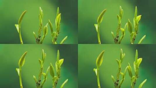 嫩芽初绽绿色希望绿茶生长延时摄影60帧高清在线视频素材下载