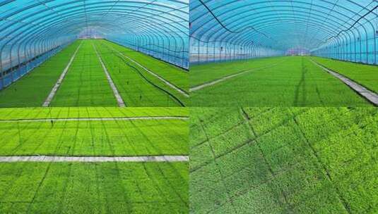 现代化大棚育苗-东北种水稻-水稻苗高清在线视频素材下载